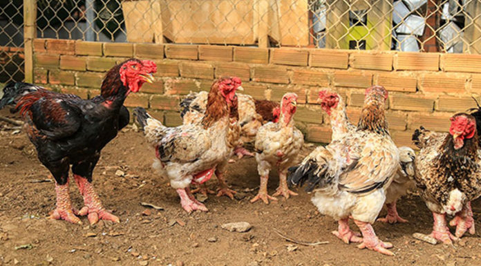 What is Dong Tao Chicken? How much does Dong Tao Chicken cost per kg and where can you buy it?