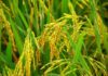 What is Organic Rice and is it Really Safe to Use?