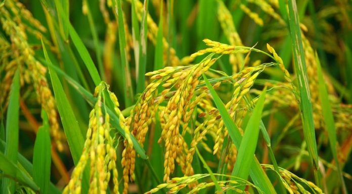 What is Organic Rice and is it Really Safe to Use?