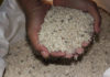 The Secret to Pest-Free Rice: A Simple Solution for Year-Round Protection