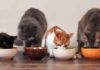 The Ultimate Guide to Using Nutritional Gels for Cats: Optimizing Your Feline’s Health