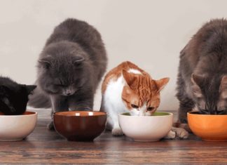 The Ultimate Guide to Using Nutritional Gels for Cats: Optimizing Your Feline’s Health