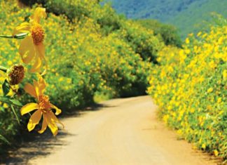 Gourmet Delights of Gia Lai: 15 Mouth-watering Local Specialties to Try and Buy as Gifts