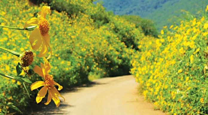 Gourmet Delights of Gia Lai: 15 Mouth-watering Local Specialties to Try and Buy as Gifts