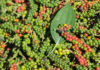 Today’s Peppercorn Price: Reaching 80,000 VND/kg After a Four-Day Rally