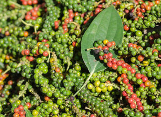 Today’s Peppercorn Price: Reaching 80,000 VND/kg After a Four-Day Rally