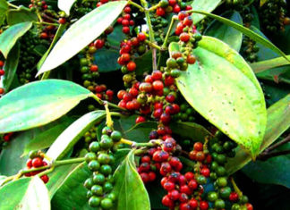 Today’s Cardamom Price 25/09/2021: Fluctuating between 77,000 – 81,000 VND/kg