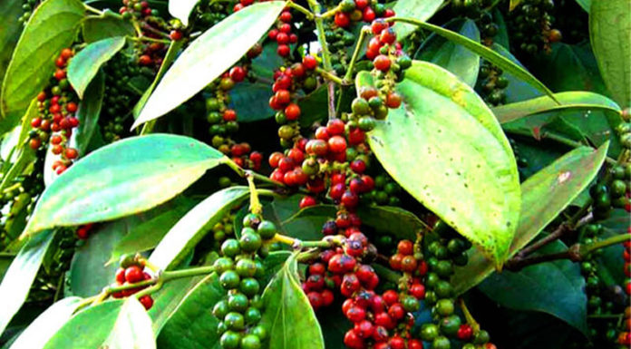 Today’s Cardamom Price 25/09/2021: Fluctuating between 77,000 – 81,000 VND/kg