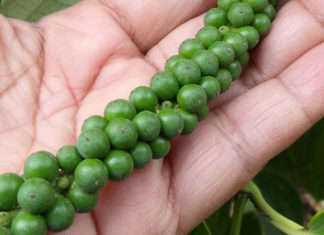 Today’s Pepper Prices: Up 60% from Last Year, Reaching a Peak of 85,500 VND/kg