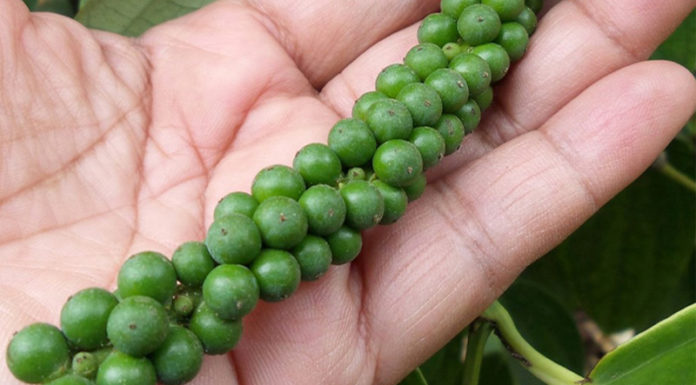 Today’s Pepper Prices: Up 60% from Last Year, Reaching a Peak of 85,500 VND/kg