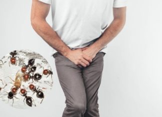 Is It Diabetes If Ants Are Attracted to Your Underwear?