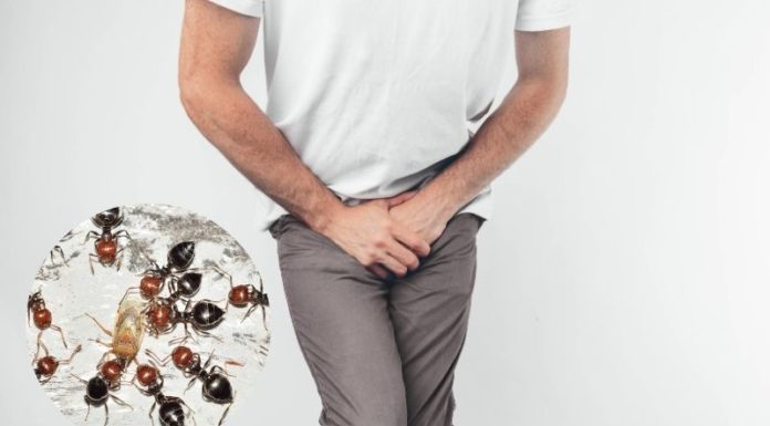 Is It Diabetes If Ants Are Attracted to Your Underwear?