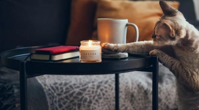 Why Do Cats Knock Things Over?