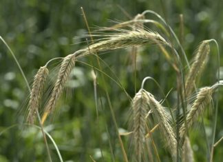 “The Dark Side of Weight Loss: How Black Bread Can Be Your Secret Weapon”