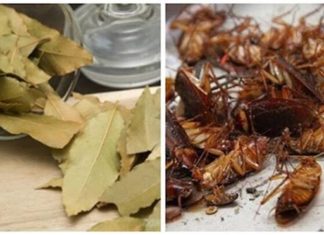 The Ultimate Guide to Getting Rid of Cockroaches: Keep Them Away for Good!