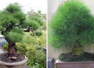 The Majesty of Weeping Willows: Unraveling the Allure, Significance, and Cultivation of These Graceful Trees