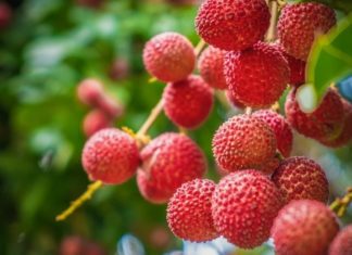 Luscious Liichi: Exploring Health Benefits, Varieties, and Culinary Creations