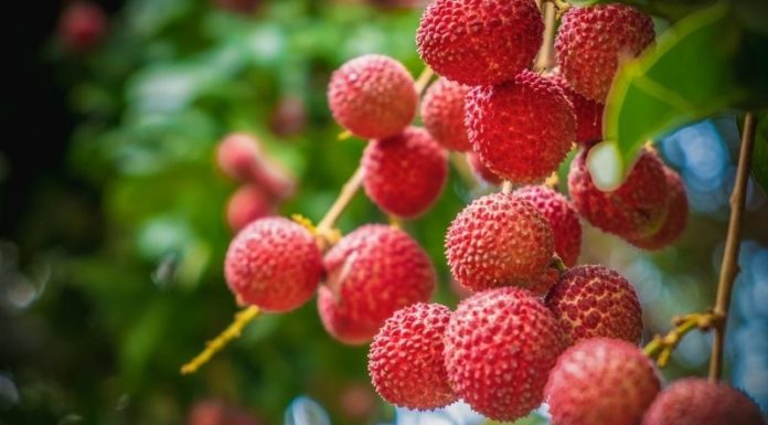 Luscious Liichi: Exploring Health Benefits, Varieties, and Culinary Creations