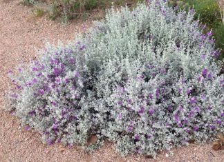 Snowy Rose Tree: Unveiling the Beauty, Symbolism, and Cultivation of This Enchanting Plant