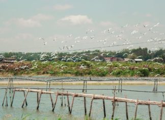 Introducing the Top 5 Tan Phu Dong (Tien Giang) Tourist Spots to Visit