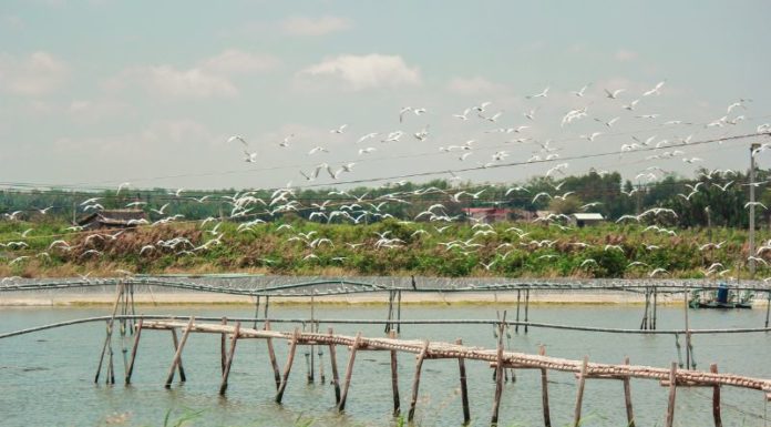 Introducing the Top 5 Tan Phu Dong (Tien Giang) Tourist Spots to Visit