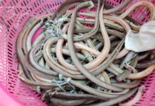 The Ultimate Guide to Gỏi Nhệch: A Culinary Adventure Like No Other