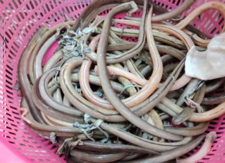 The Ultimate Guide to Gỏi Nhệch: A Culinary Adventure Like No Other