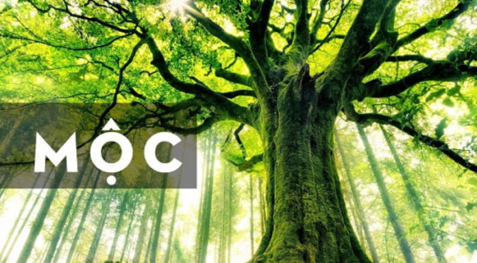 What Tattoos Suit Those Born in the Year of Wood?