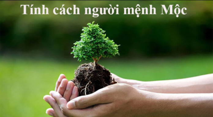 Manifesting Abundance: Inviting Prosperity with Feng Shui Wood Element Essentials