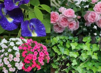 The Green Thumb’s Guide: 8 Space-Saving Plants to Transform Your Balcony into a Serene Oasis