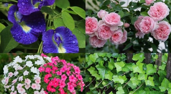 The Green Thumb’s Guide: 8 Space-Saving Plants to Transform Your Balcony into a Serene Oasis