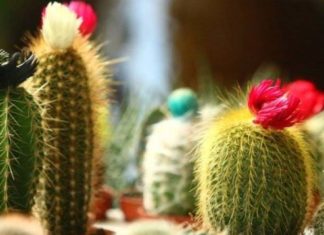 The Green Thumb’s Guide to Shady Balcony Bliss: Creating a Lush Oasis Without Sunlight