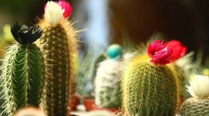 The Green Thumb’s Guide to Shady Balcony Bliss: Creating a Lush Oasis Without Sunlight