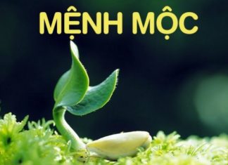 The Ultimate Guide to Feng Shui Paint Colors for Wood Element Personalities