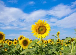 Suggesting Floral Arrangements to Celebrate Vietnamese Doctors’ Day on February 27th