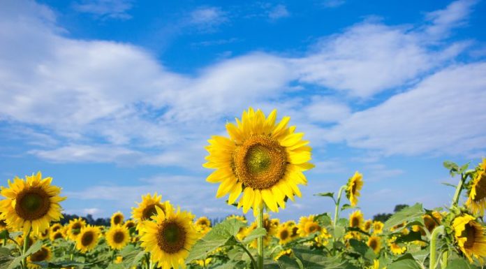 Suggesting Floral Arrangements to Celebrate Vietnamese Doctors’ Day on February 27th