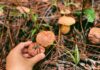 The Ultimate Guide to a Magical Mushroom Foraging Experience in the Pine Forests of Dalat