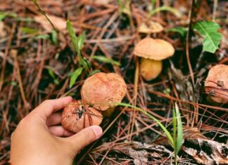 The Ultimate Guide to a Magical Mushroom Foraging Experience in the Pine Forests of Dalat