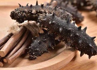 What are Sea Cucumbers? Benefits of Sea Cucumbers for Your Health