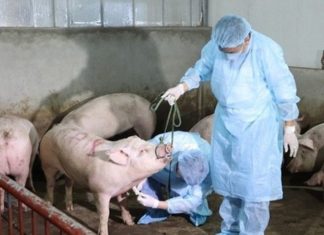 Two Provinces Declare an End to African Swine Fever, Reassuring Consumers.