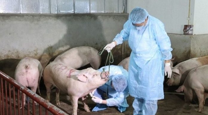 Two Provinces Declare an End to African Swine Fever, Reassuring Consumers.