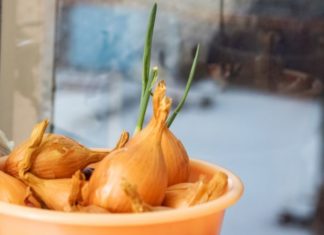 Can Sprouted Onions Be Eaten? What You Need to Know.