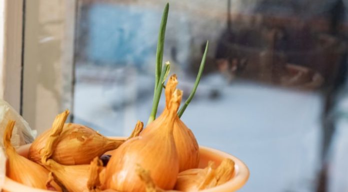 Can Sprouted Onions Be Eaten? What You Need to Know.