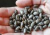What are Castor Beans? Benefits and Uses of Castor Seeds.