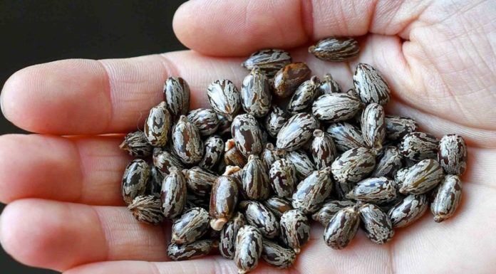 What are Castor Beans? Benefits and Uses of Castor Seeds.