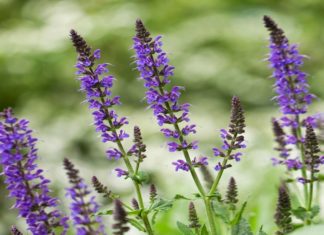 The Superfood Showdown: Unveiling the Unique Identities of Chia and Basil Seeds