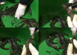 The Ultimate Guide to Shrimp Prep: A Faster, Easier Way to Clean Shrimp