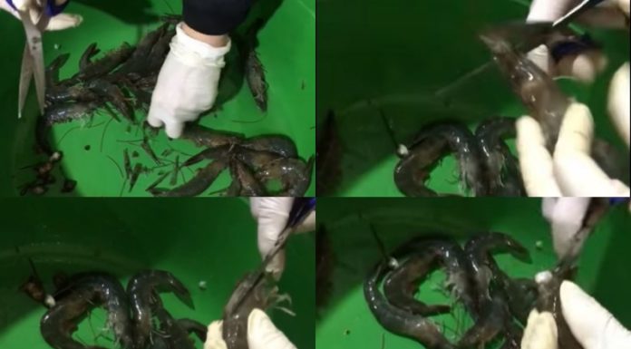 The Ultimate Guide to Shrimp Prep: A Faster, Easier Way to Clean Shrimp