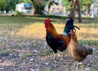 Unlocking the Chicken’s Secrets: A Comprehensive Guide to its Nutritional Power and Flavorful Magic.