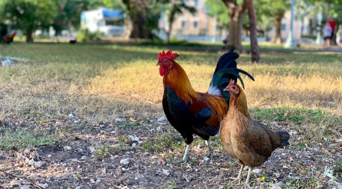 Unlocking the Chicken’s Secrets: A Comprehensive Guide to its Nutritional Power and Flavorful Magic.